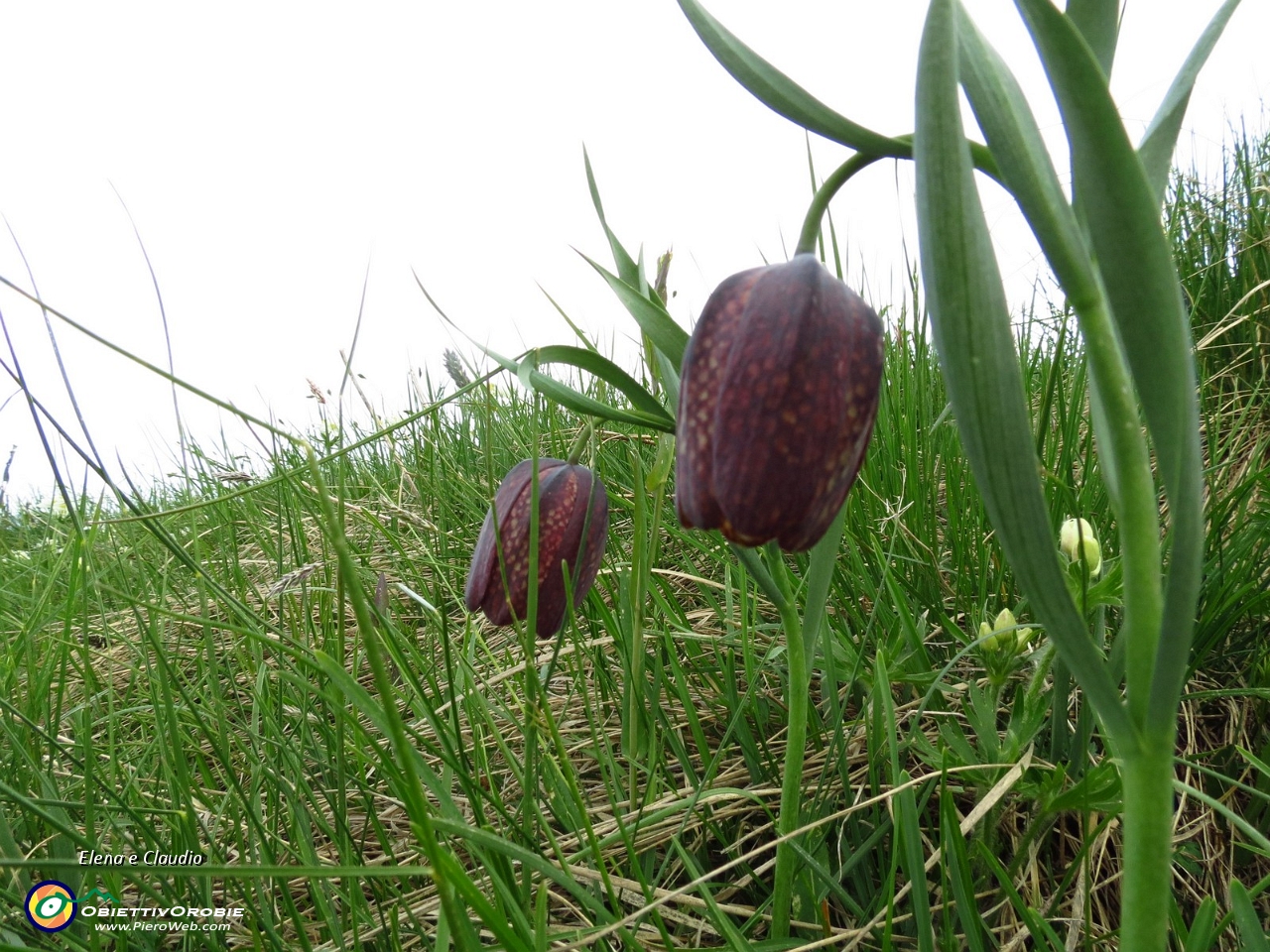 24 Fritillaria Tubiformis.JPG